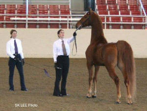 Lisa, Hilarie and Dante in the Halter Class